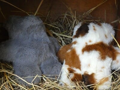 Storm Meadow Bear - Image 3